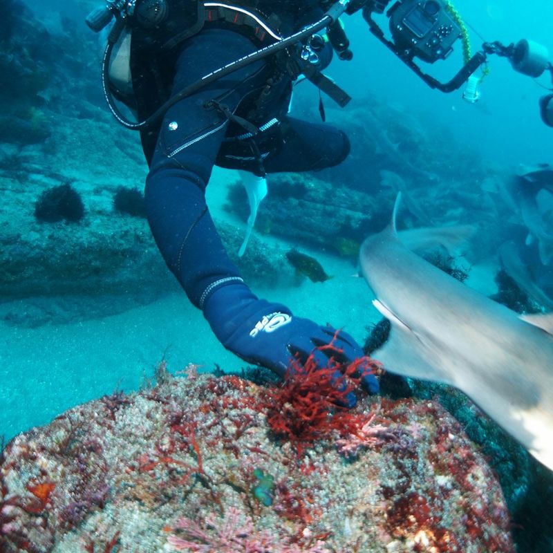 AQUAThermal-TechgloveFLEXTHERMO/ダイビンググローブG-525V-AT